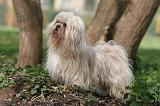 LHASSA APSO 219